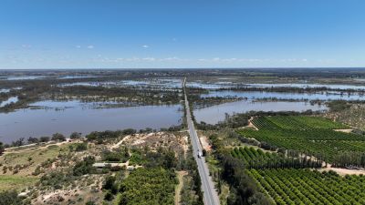 River Murray flood update: Bookpurnong Road and Lyrup ferry temporary closure