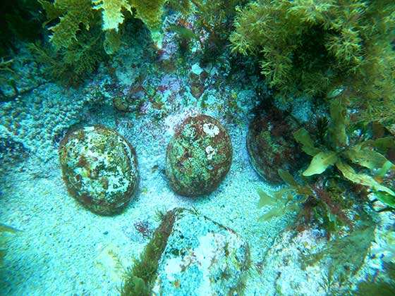 Underwater photo of diseased abalone