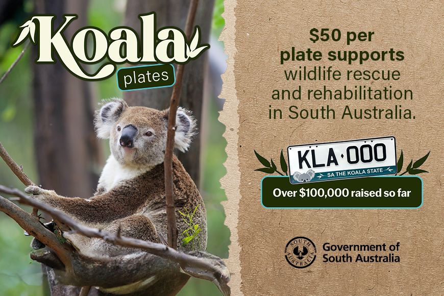 Celebrate Wild Koala Day with a special plate