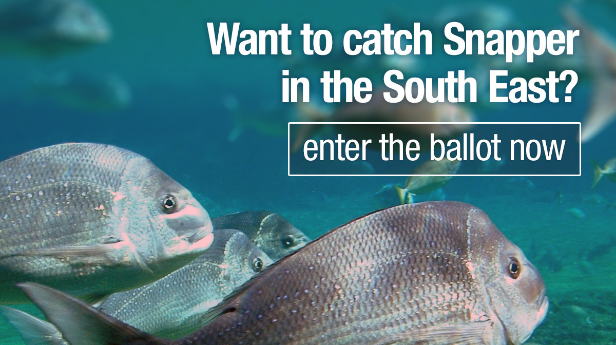 An image of fish swimming in the sea with the words Want to catch Snapper in the South East? Enter the ballot now
